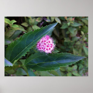 Poster Fleur d'été rose