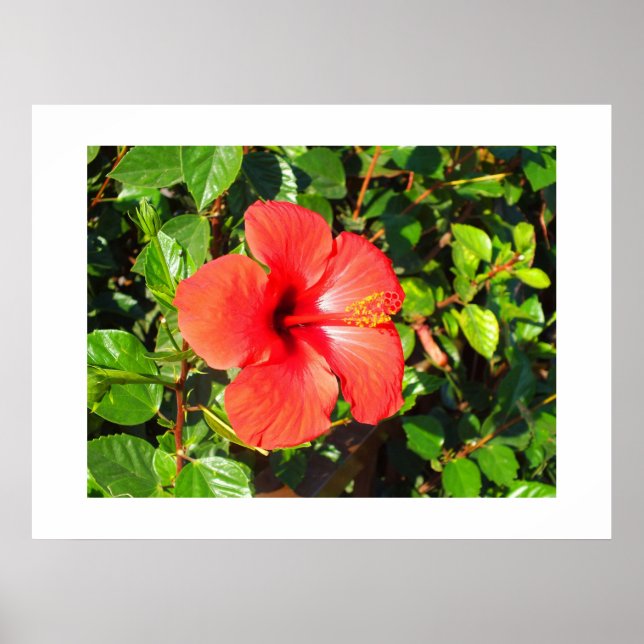 Poster Fleur d'Hibiscus (Devant)