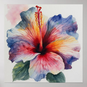 Poster Fleur d'Hibiscus