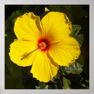 Poster Fleur d'Hibiscus jaune