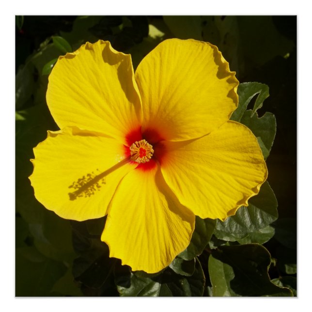 Poster Fleur d'Hibiscus jaune (Devant)