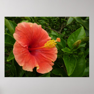 Poster Fleur d'Hibiscus Orange Florale Tropicale