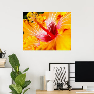 Poster Fleur d'Hibiscus Orange Vue Latérale 30x24