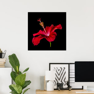 Poster Fleur d'Hibiscus Rouge Paradis Tropical & Noir