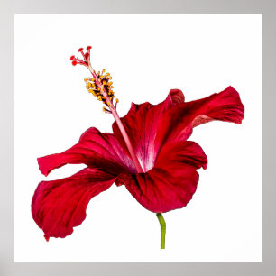 Poster Fleur d'Hibiscus Rouge Vue Latérale Fond Blanc