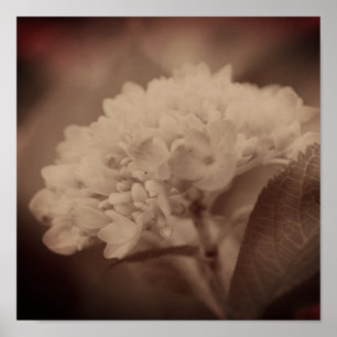 Poster Fleur D'Hydrangée À Sepia Vintage
