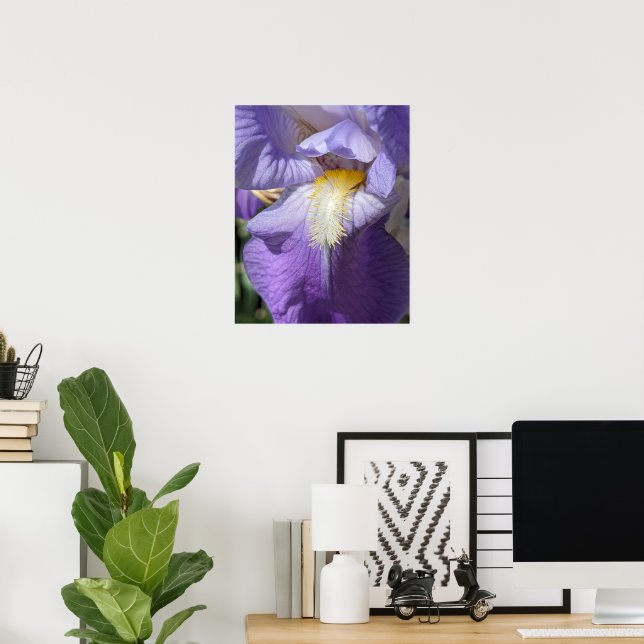 Poster Fleur d'Iris à barbe violette (Bureau à domicile)