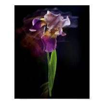 Fleur d'iris abstraite – Art floral élégant