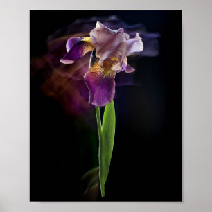 Poster Fleur d'iris abstraite – Art floral élégant