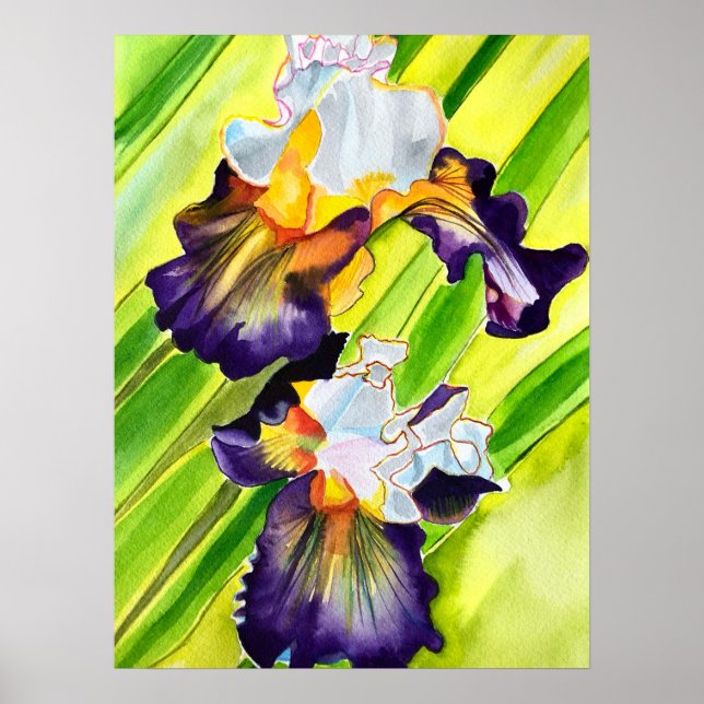 Poster Fleur d'iris floral aquarelle (Devant)
