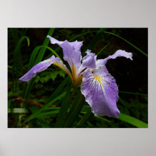 Poster Fleur d'Iris sauvage Floral pourpre