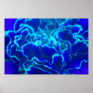 Poster Fleur d'oeillet bleu et Turquoise