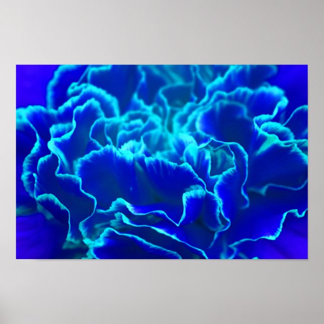 Poster Fleur d'oeillet bleu et Turquoise (Devant)