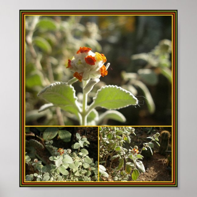 Poster fleur d'orange (Devant)