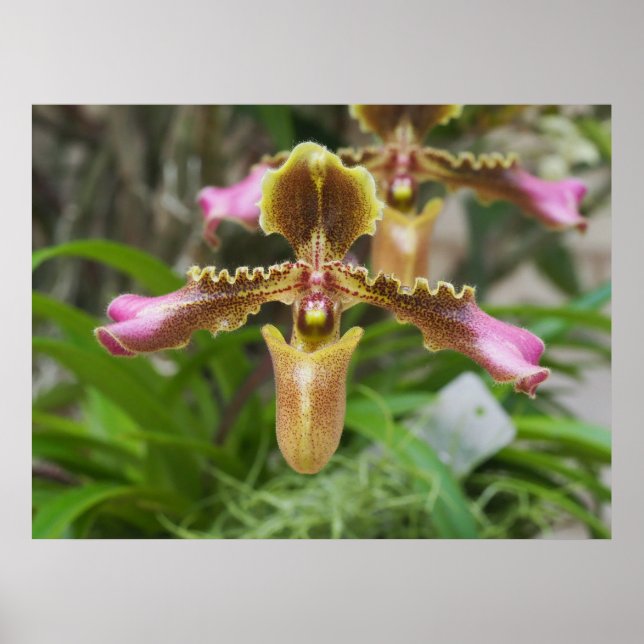 Poster Fleur d'orchidée (Devant)