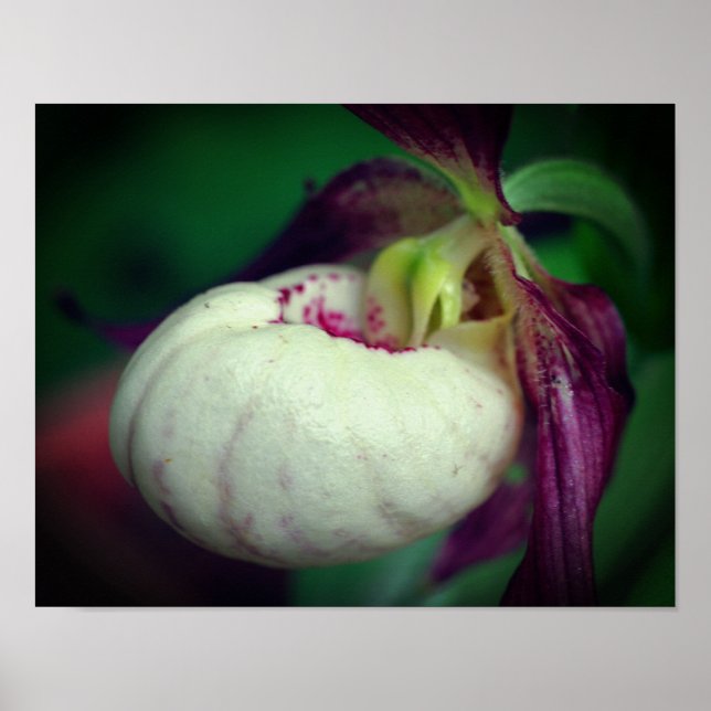 Poster Fleur d'orchidée blanche Lady Grosse (Devant)