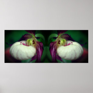 Poster Fleur d'orchidée blanche Lady Slipper en miroir