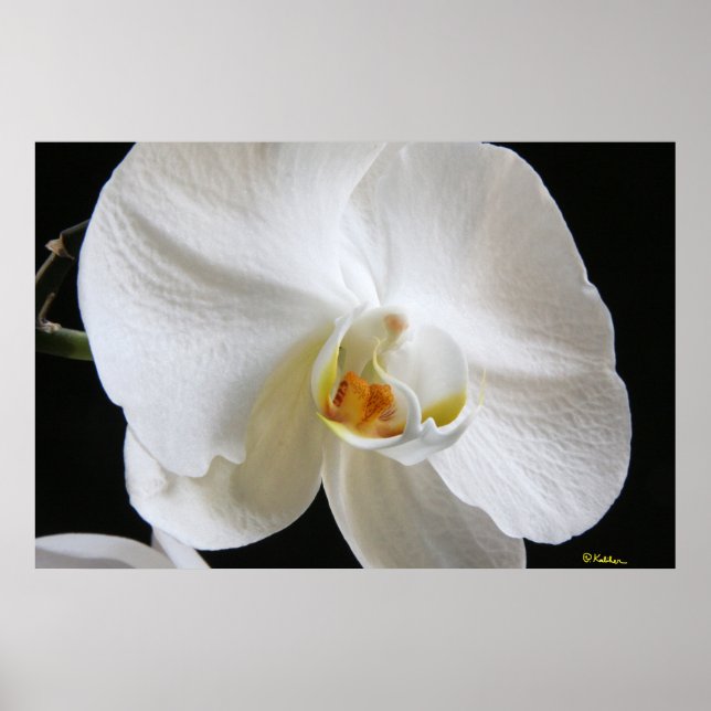 Poster Fleur d'orchidée blanche unique spectaculaire sur  (Devant)
