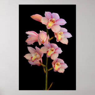 Poster Fleur d'orchidée rose