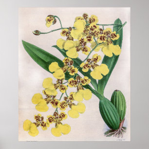 Poster Fleur d'orchidée vintage Oncidium Marshallianum