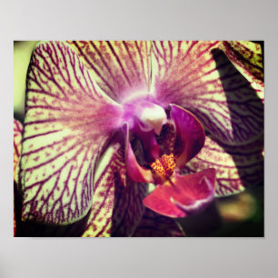 Poster Fleur d'orchidée violette rayée près vers le haut