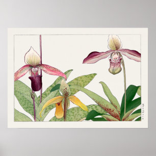 Poster Fleur d'orchidées à nageoires de la dame par Tanig