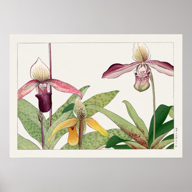Poster Fleur d'orchidées à nageoires de la dame par Tanig (Devant)
