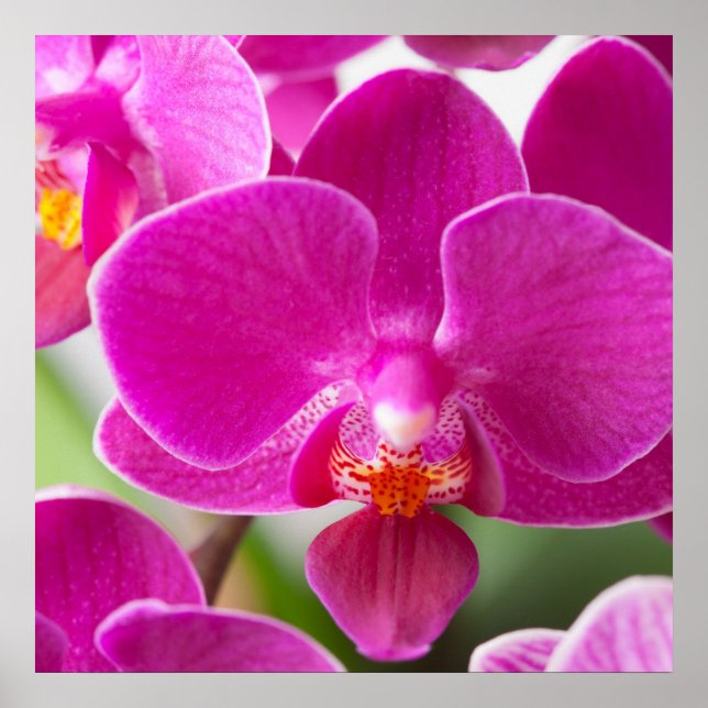 Poster Fleur d'orchidées roses - Modèle d'orchidées flora (Devant)
