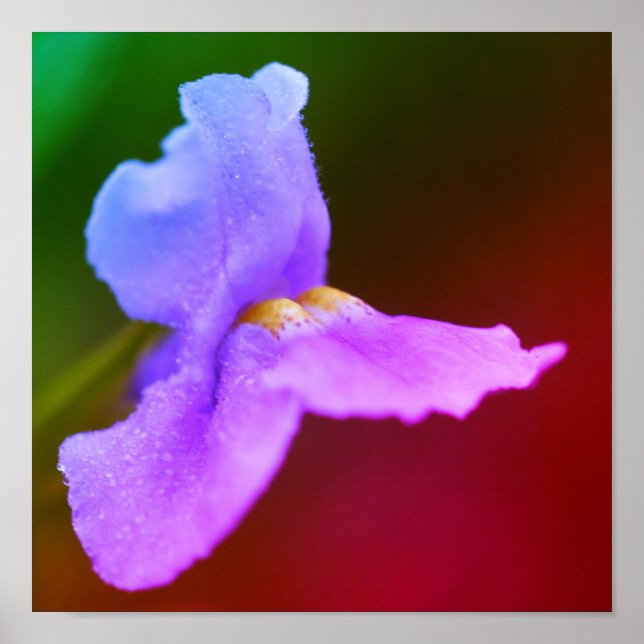 Poster Fleur d'orchidées sauvages (Devant)