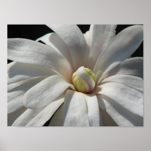 Poster Fleur du centenaire de Magnolia