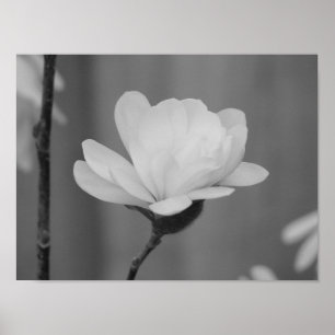 Poster Fleur du centenaire du Magnolia noir et blanc
