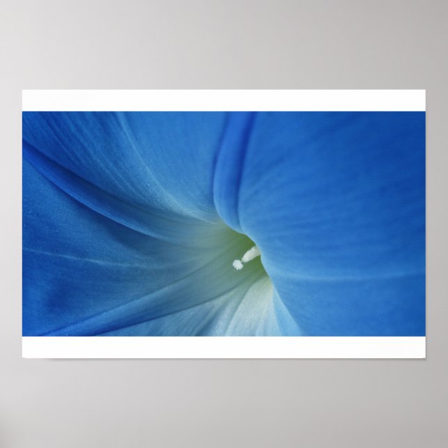 Poster Fleur du matin (Devant)