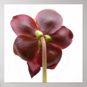 Poster Fleur d'usine de broc de purpurea de Sarracenia