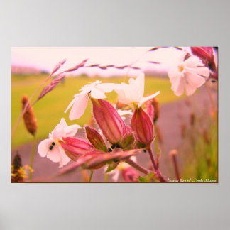 Poster fleur écossaise
