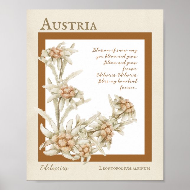 Poster Fleur Edelweiss Autriche (Devant)