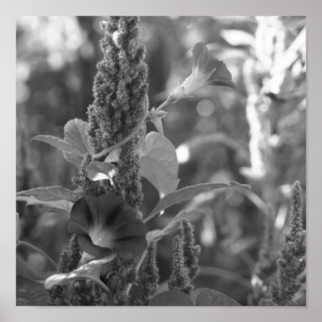 Poster Fleur Et Mauvaises Maisons Noir Et Blanc (Devant)