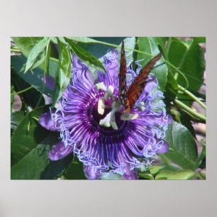 Poster Fleur et papillon de passion