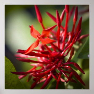 Poster Fleur Exotique Bali