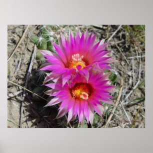 Poster Fleur F5 Ball Cactus "Escobaria vivipara"
