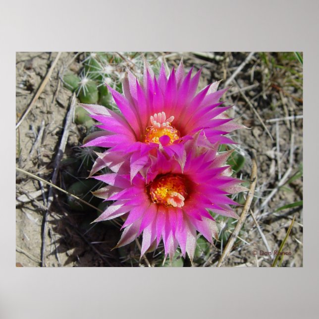 Poster Fleur F5 Ball Cactus "Escobaria vivipara" (Devant)