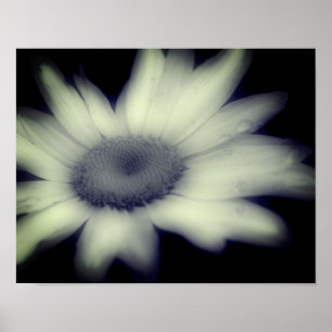 Poster Fleur Faisceau Gros Noir Et Blanc