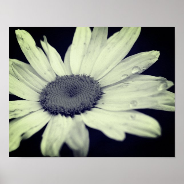 Poster Fleur Faisceau Noir Et Blanc (Devant)