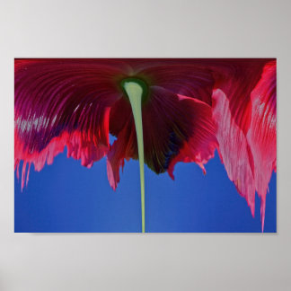 Poster Fleur fondue