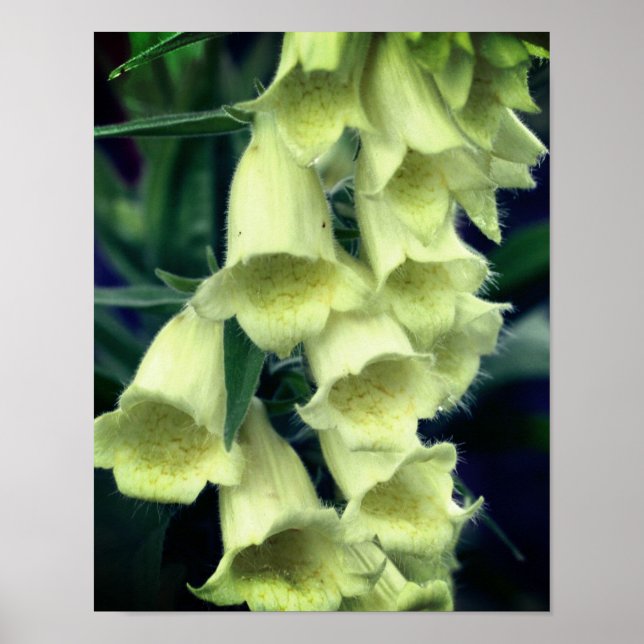 Poster Fleur Foxglove crémeuse (Devant)
