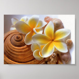 Poster Fleur Frangipani