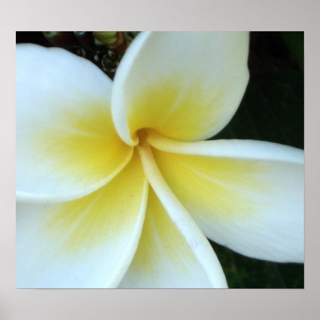 Poster Fleur Frangipani (Devant)