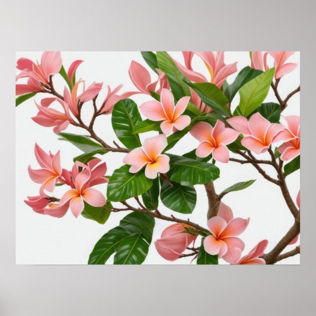 Poster Fleur Frangipani rose (Devant)