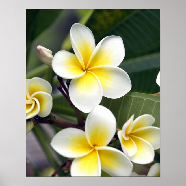 Poster Fleur frangipanienne Îles Cook (Devant)