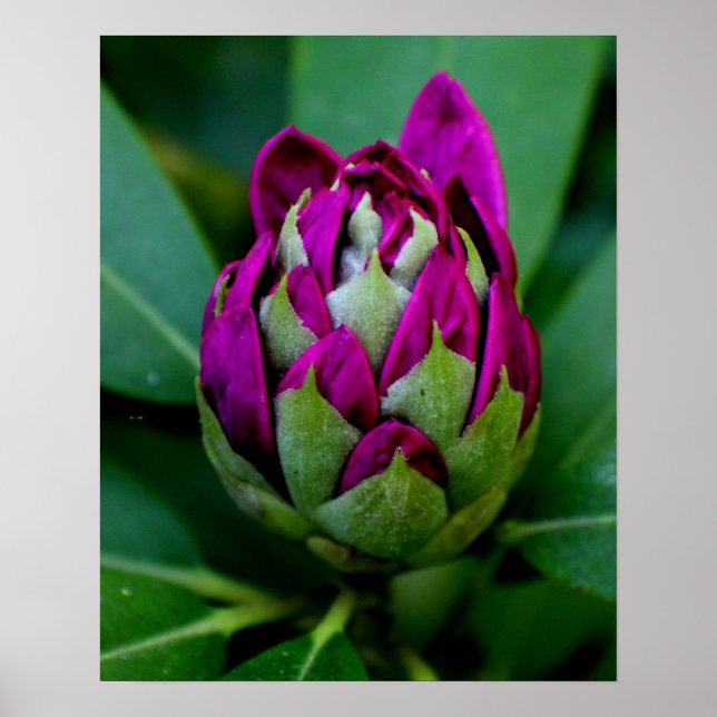 Poster Fleur Fuchsia (Devant)