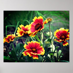 Poster Fleur Gaillardia Rouge Et Jaune